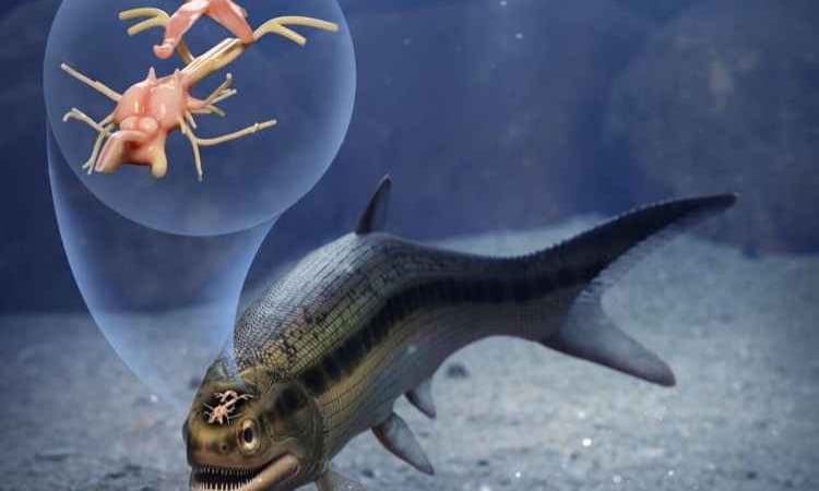 Conozca el pez que conserva el más antiguo cerebro fosilizado de un vertebrado