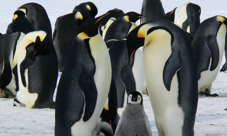 Sin precedentes: pingüinos ancianos fueron operados de las cataratas exitosamente