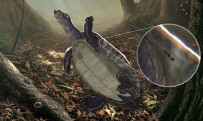 Así es el fósil de tortuga más antiguo de Sudamérica
