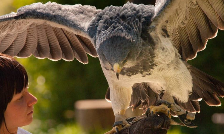 Se registra el primer nacimiento de un águila arpía menor en Colombia