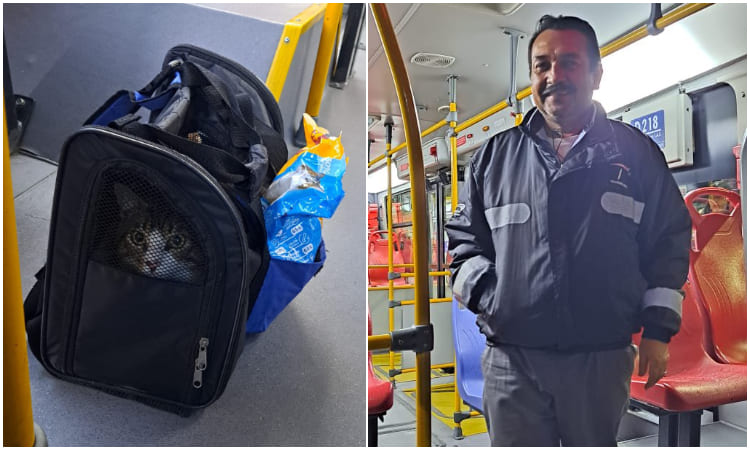 Gato fue abandonado en bus de TransMilenio y conductor lo adoptó