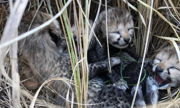 Nacen cuatro guepardos tras la extinción de la especie hace 70 años