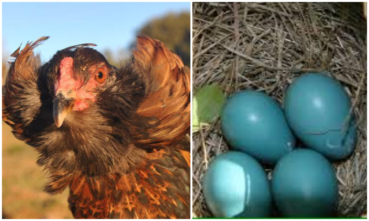 Gallina pone huevos de color azul y esta es su extraordinaria historia