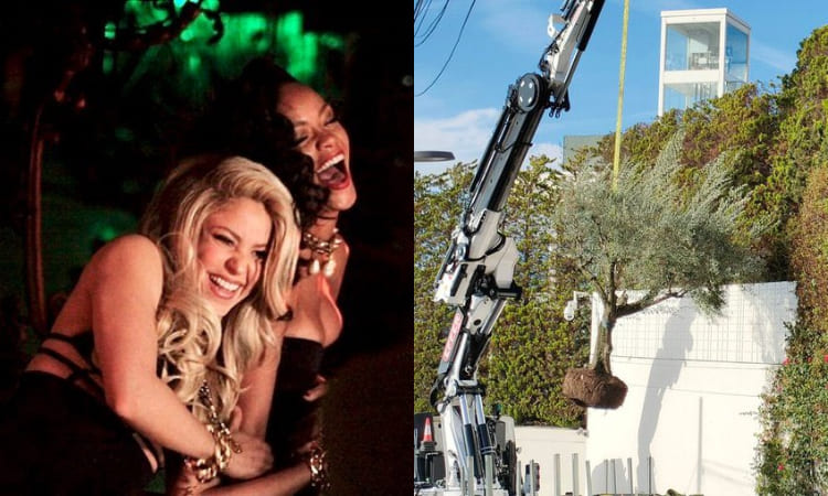 Shakira se llevó un árbol de Barcelona a Miami: su significado sorprendió