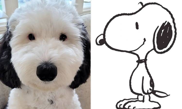 Snoopy existe en la vida real: ella es Bayley, su doble idéntica