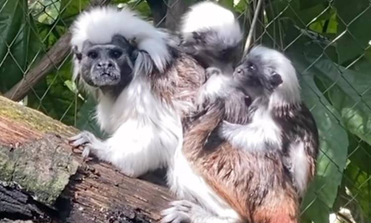 Nacen crías de monos Tití cabeciblancos en Pereira, especie en peligro de extinción