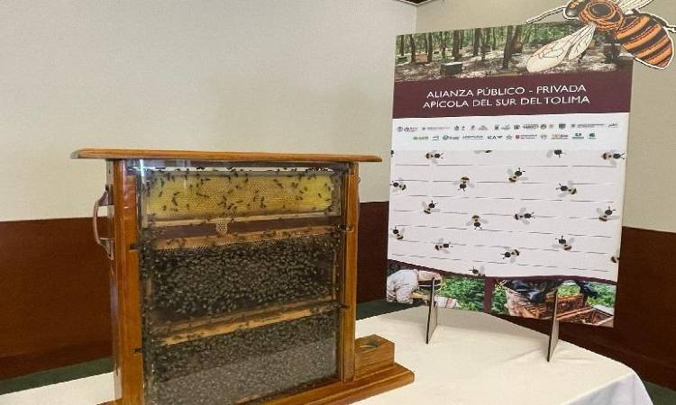 Crean APP para preservar las abejas en el Tolima