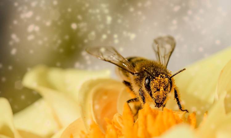 Lanzan concurso de fotografía en honor a las abejas, ¡con varios ganadores!