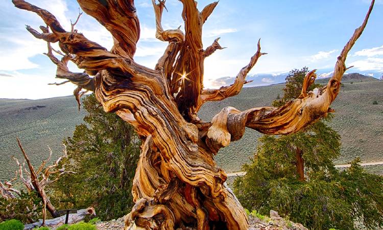 Este es el árbol más viejo del mundo, con más de 4.000 años de edad