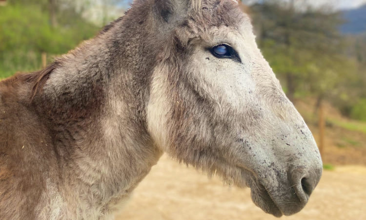 Burro lloró de felicidad al ser liberado tras 8 años amarrado y en cautiverio