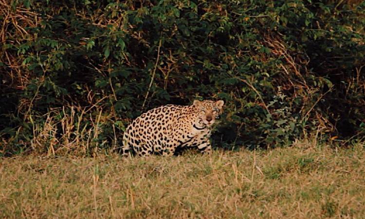 Reaparece un jaguar que se creía extinto en Colombia, ¡fue avistado tras 17 años!