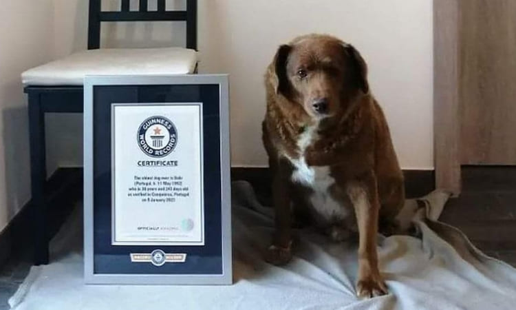 Este es el perro más viejo del mundo, tiene 31 años y rompió récords