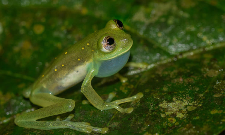 Hallan nueva especie de rana en Colombia