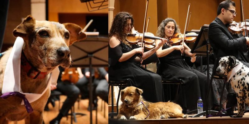 Orquesta Filarmónica de Bogotá hizo concierto con perros para que sean adoptados