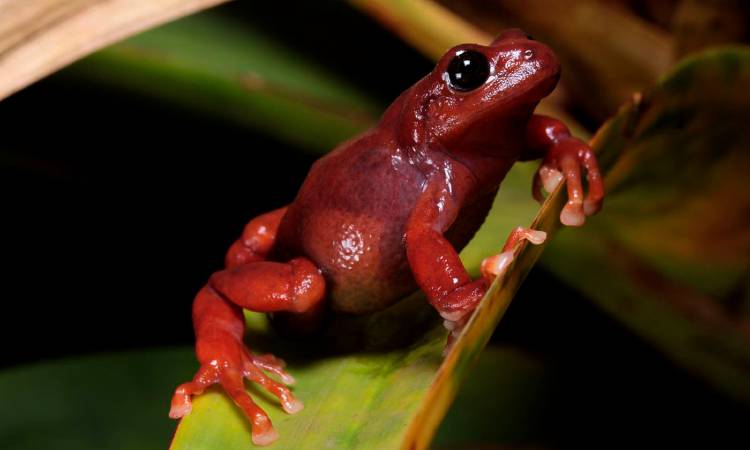 Descubren extraña adaptación de las ranas Pristimantis de páramo, en su piel y sus glándulas