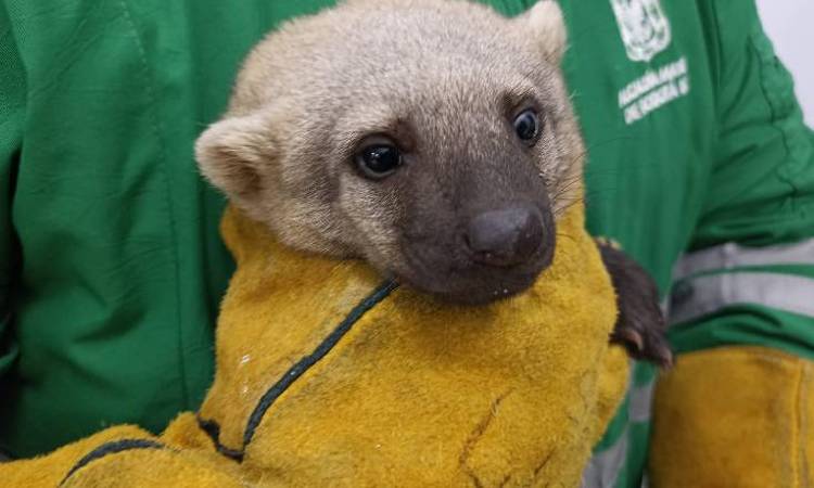 Rescatan en una casa de Bogotá a un ejemplar de tayra, un animal exótico