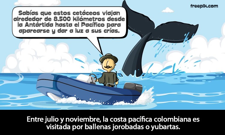 El Pacífico colombiano le da la bienvenida a las ballenas jorobadas