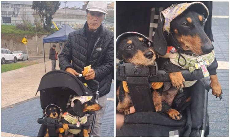 Un 'papá' responsable: lleva a sus perritos en coche para protegerlos de la lluvia