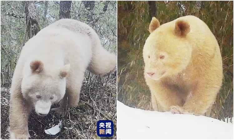 Cámaras Captan Al único Oso Albino Que Existe En El Mundo Una Belleza Sin Igual La Nota Positiva 