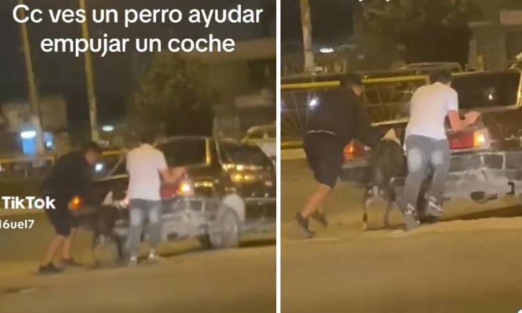 Con sus patitas peludas, perro ayudó a empujar el carro varado de su dueño