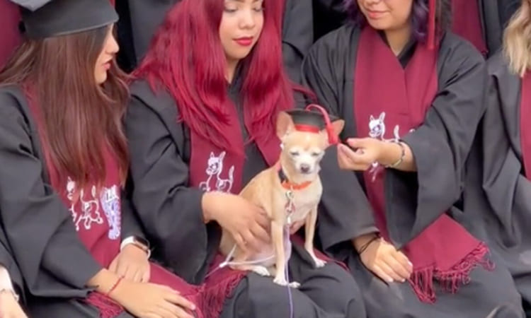 Joven rinde emotivo homenaje a su perrito en su graduación: lo llevó y le puso birrete