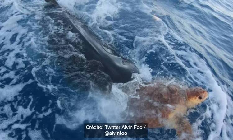 Tiburón empujó a tortuga herida para que humanos le dieran ayuda