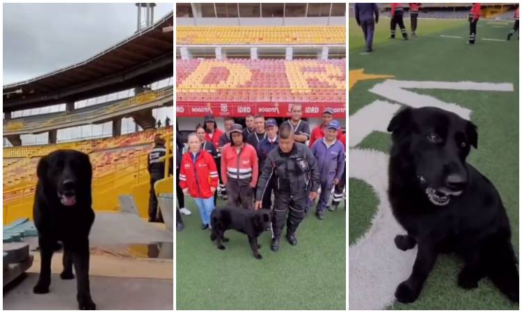 ste es Tony Camacho: el querido perro del Estadio El Campín