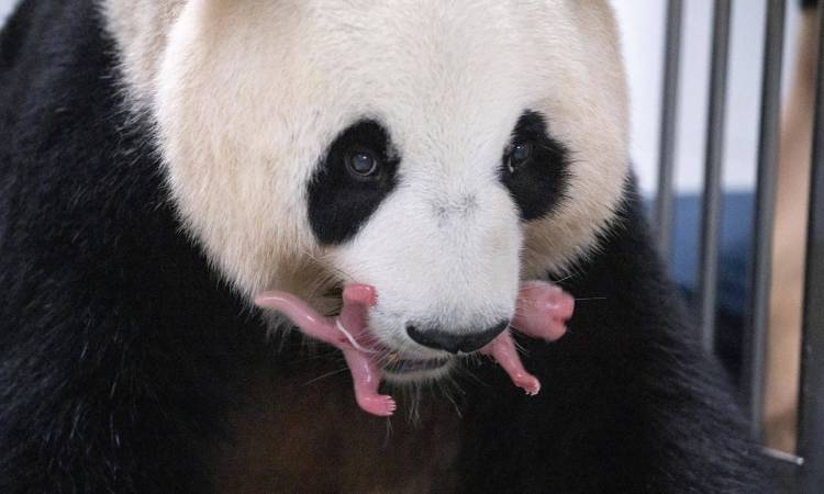 ¡Regalo de la naturaleza! Nacen osos panda gemelas por primera vez