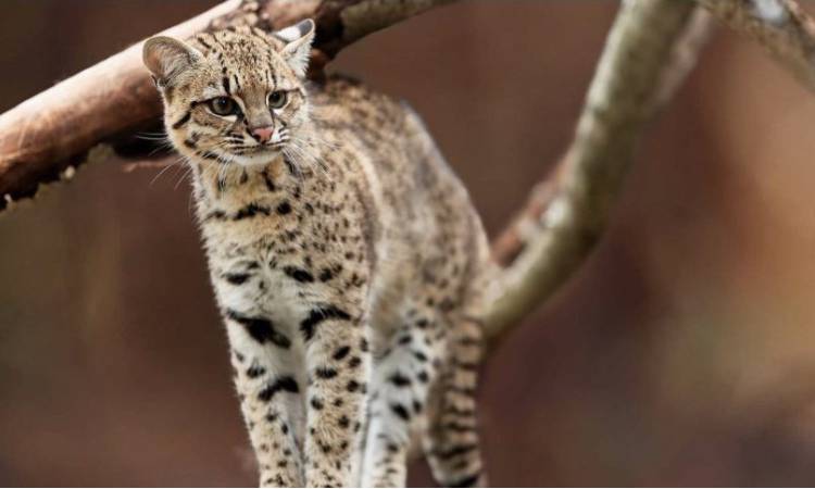 Descubrimiento en Colombia: el Gato de Nariño, una nueva especie felina