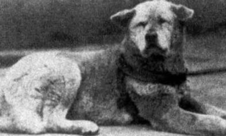 Hachiko, el perro símbolo de lealtad, cumplió 100 años de historia