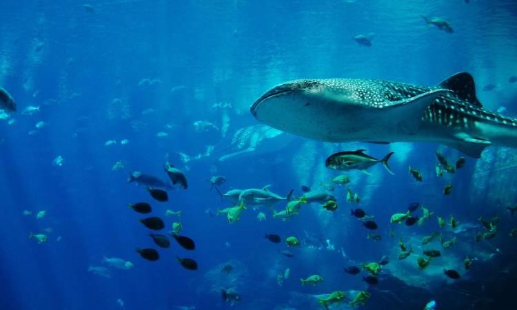 Así puede nadar con tiburones en la Isla Malpelo, una experiencia de otro mundo