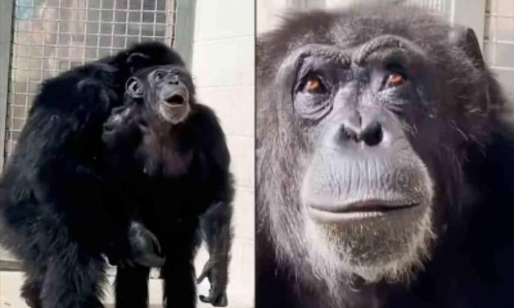 Chimpancé vio el cielo por primera vez y su reacción sacó lágrimas