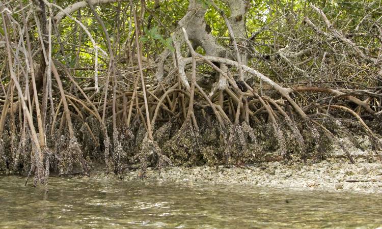 Colombia cerrará el año con 400.000 nuevas plántulas de mangle