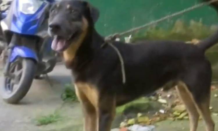 Perro salvó a su familia en la avalancha de Quetame