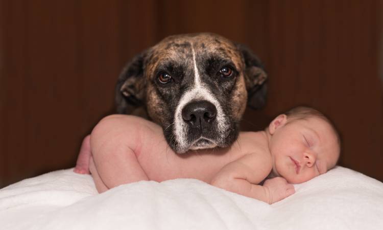 Algunos mitos comunes sobre perros y bebés