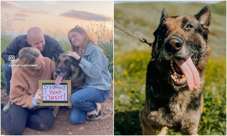 La historia de la familia adoptó a perro con cáncer que iba a ser sacrificado