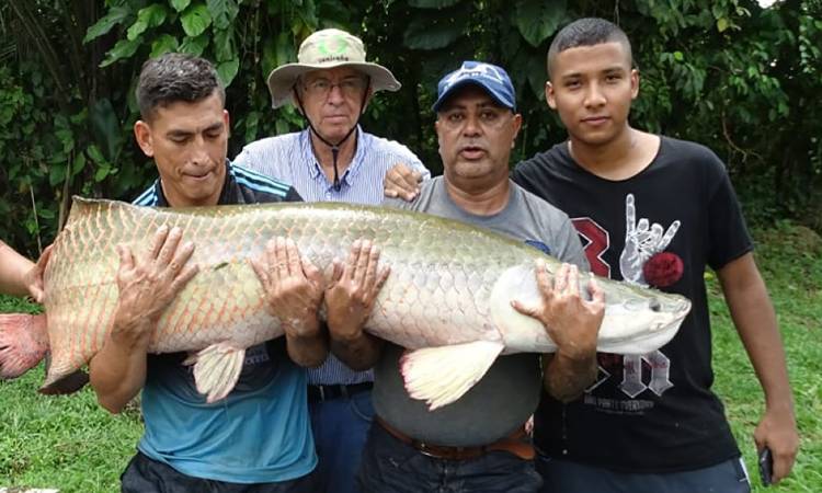 El icónico pez pirarucú, gigante de la Amazonía colombiana