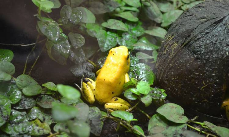 Este es el animal más venenoso del mundo y habita en Colombia