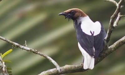 El ave "campanero barbado" reaparece después de más de 80 años en la Serranía del Perijá