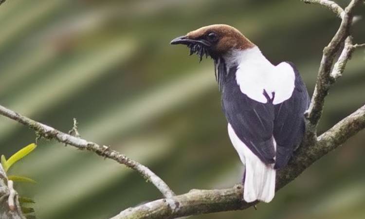 El ave "campanero barbado" reaparece después de más de 80 años en la Serranía del Perijá