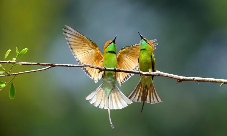 Descubra la emocionante experiencia de avistamiento de aves cerca de Bogotá