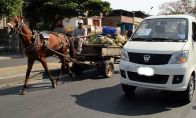 Antioquia lidera la erradicación de vehículos de tracción animal