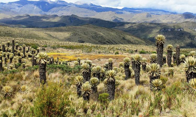 Conozca la ‘guardería de frailejones’