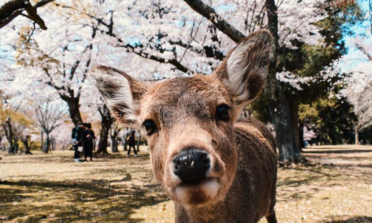 Así es el increíble Parque Nara