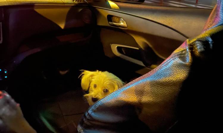 Un inusual "conductor" de taxi roba la atención en las calles con su tierno hocico