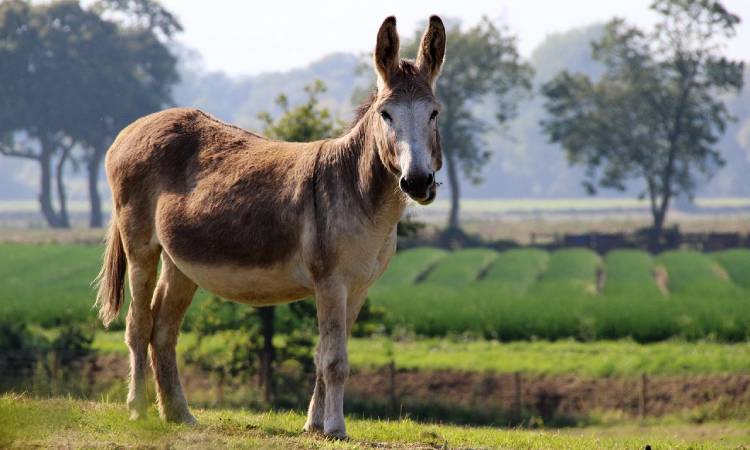 ¿La maldición de las mulas? Por esta razón estos animales no pueden tener hijos