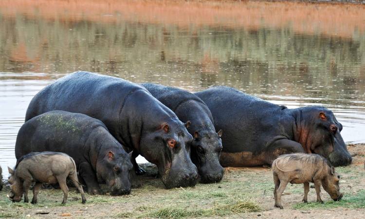 Familia en Antioquia tiene la 'mascota' más peculiar del país: un hipopótamo