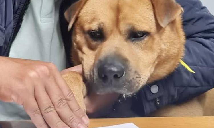 Empresa contrata a un perro por tiempo indefinido: a esto se dedicará