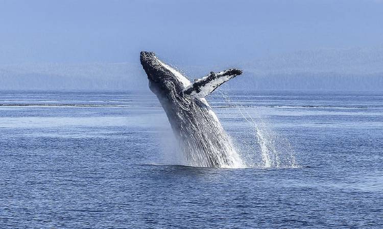 ¿Cuánto vale ir a ver las ballenas jorobadas en Colombia