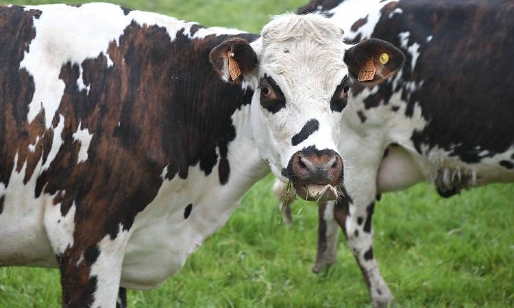 Esto le puede pasar a una vaca si toma de su propia leche